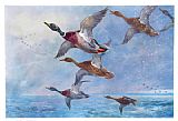 Mallard in Squally Weather by Archibald Thorburn